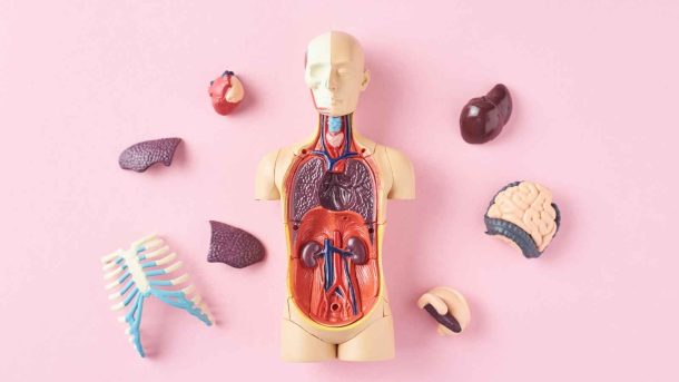 Practical Anatomy and Surgical Education